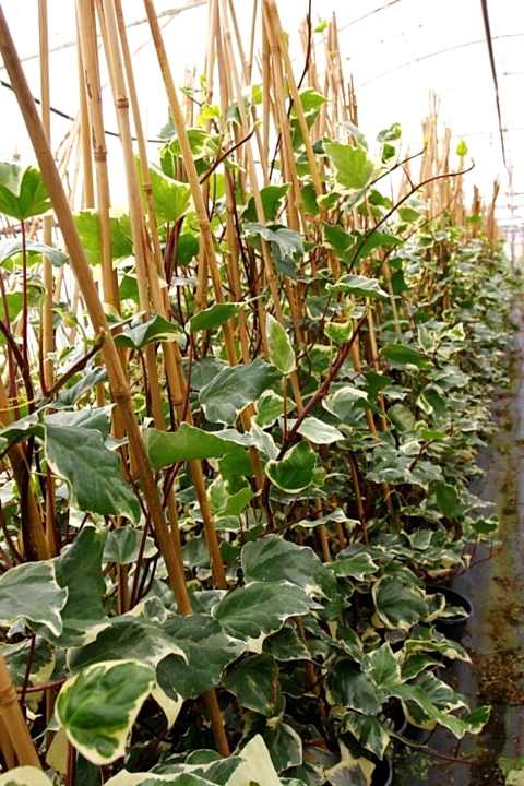 HEDERA ORMAN SARMAŞIĞI 10 ADET - ALACALI SARILICI BİTKİ