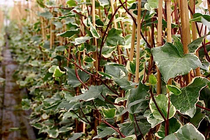 HEDERA ORMAN SARMAŞIĞI 10 ADET - ALACALI SARILICI BİTKİ