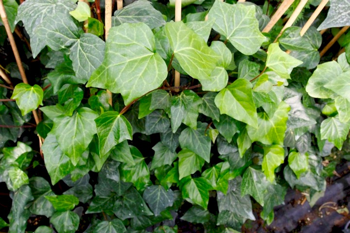 HEDERA SARMAŞIK 10 ADET 50-100 cm SARILICI BİTKİ
