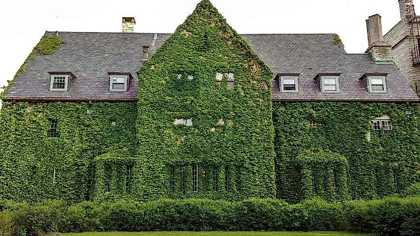 HEDERA SARMAŞIK 10 ADET 50-100 cm SARILICI BİTKİ