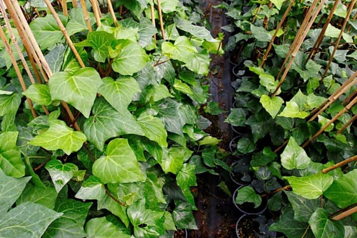 HEDERA SARMAŞIK 10 ADET 50-100 cm SARILICI BİTKİ