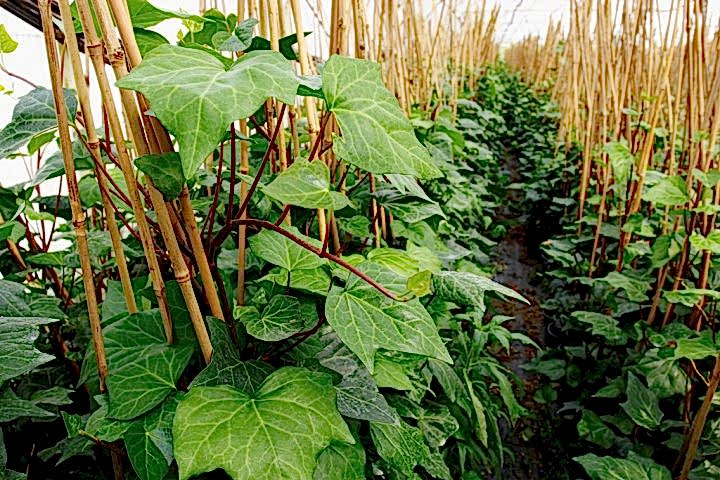 HEDERA SARMAŞIK 10 ADET 50-100 cm SARILICI BİTKİ