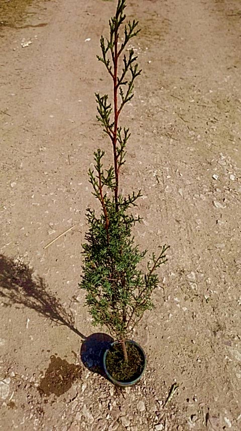 MEZARLIK ÇAMI 2 ADET - KABİR AĞACI 1 METRE