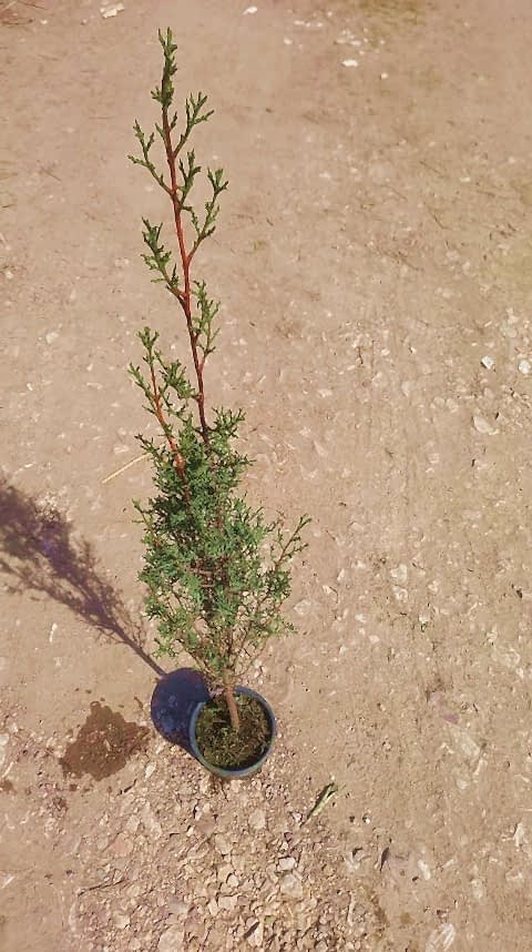 MEZARLIK ÇAMI 5 ADET - KABİR AĞACI 1 METRE