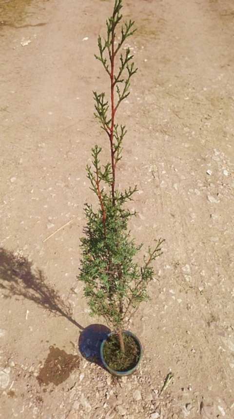 MEZARLIK ÇAMI - KABİR AĞACI 1 METRE