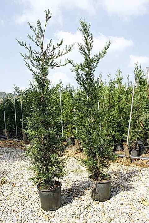 YEŞİL LEYLANDİ 10 ADET- AŞILI ÇİT BİTKİSİ 1-1.5 Metre