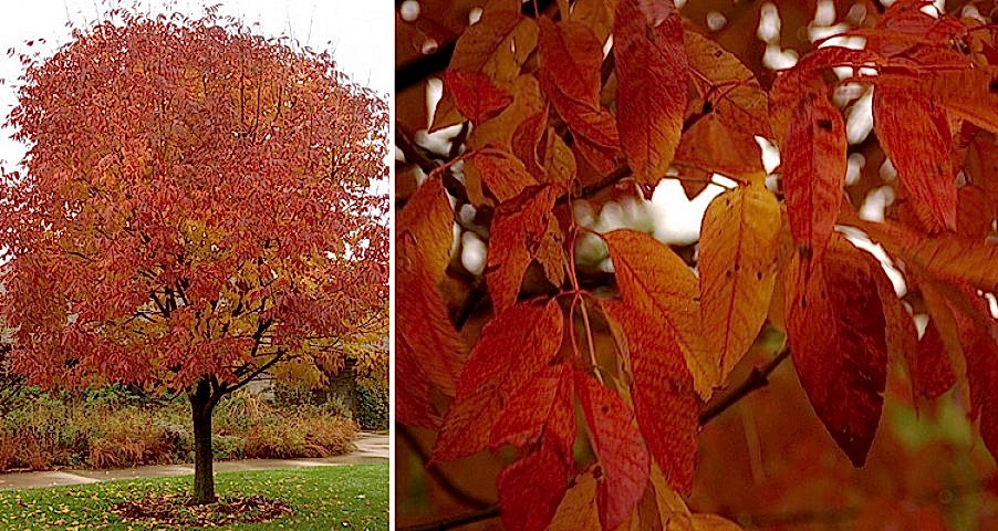 AMERİKAN DİŞBUDAK FİDANI 3 ADET - Fraxinus Americana