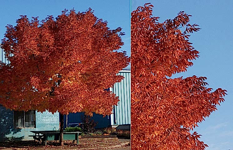 AMERİKAN DİŞBUDAK FİDANI 3 ADET - Fraxinus Americana