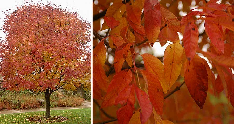 AMERİKAN DİŞBUDAK FİDANI 5 ADET - Fraxinus Americana