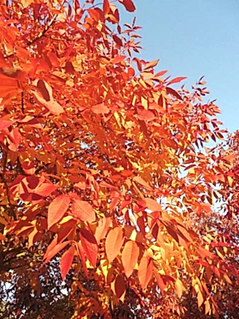 AMERİKAN DİŞBUDAK FİDANI 5 ADET - Fraxinus Americana