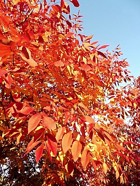 AMERİKAN DİŞBUDAK FİDANI - Fraxinus Americana