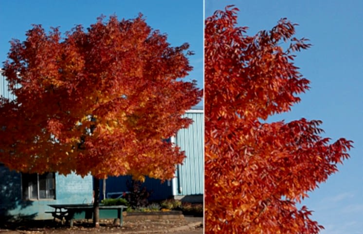 AMERİKAN DİŞBUDAK FİDANI - Fraxinus Americana