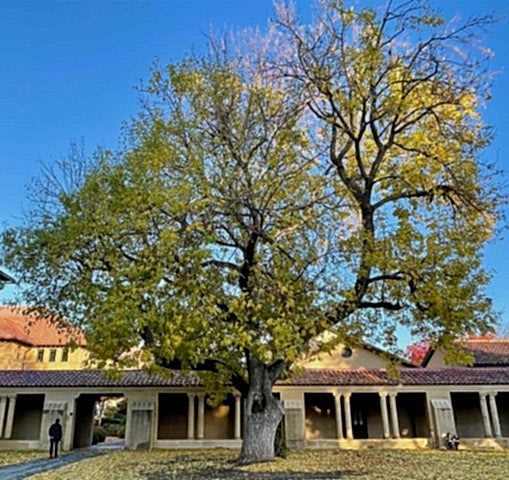 AMERİKAN DİŞBUDAK FİDANI - Fraxinus Americana