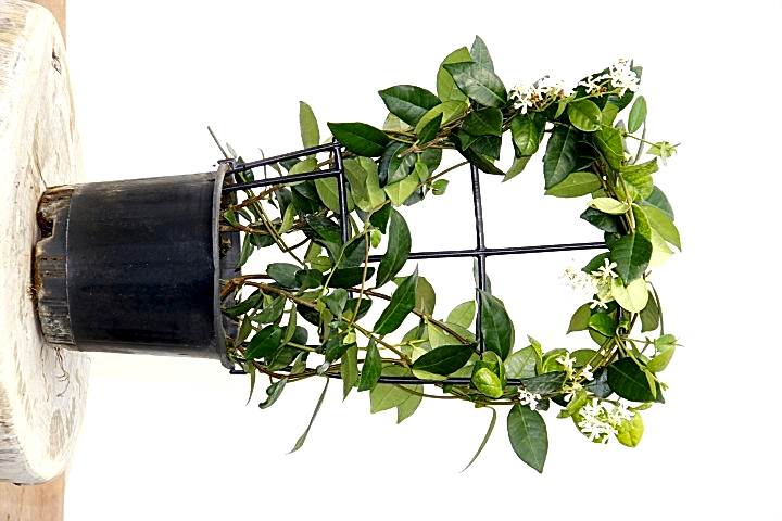 ARAP YASEMİNİ 10 ADET PERGOLA FORMLU 40-60 CM