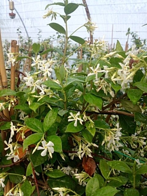 ARAP YASEMİNİ 10 ADET PERGOLA FORMLU 40-60 CM