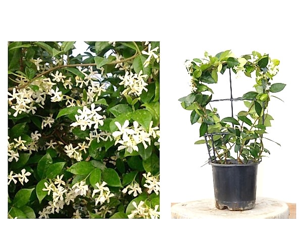ARAP YASEMİNİ 3 ADET PERGOLA FORMLU 40-60 CM