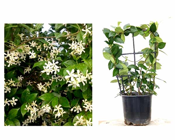 ARAP YASEMİNİ PERGOLA FORMLU 40-60 CM