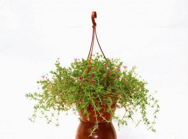 ASKILI ÇİÇEK SAKSISI 10 ADET 18 CM - MAKROME SAKSI (Kiremit Renk)