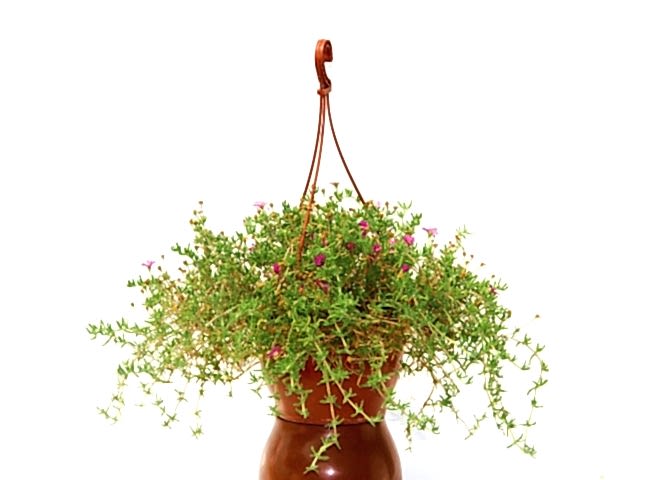 ASKILI ÇİÇEK SAKSISI 3 ADET 18 CM - MAKROME SAKSI (Kiremit Renk)