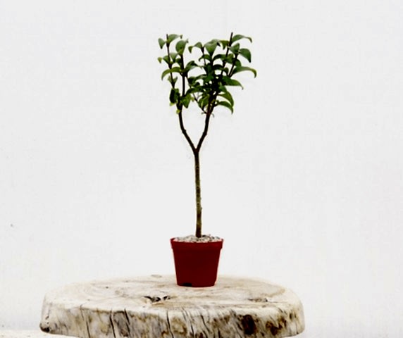BONSAİ LİGUSTRUM JAPONİCUM 3 ADET - HEDİYELİK KIRMIZI SAKSIDA