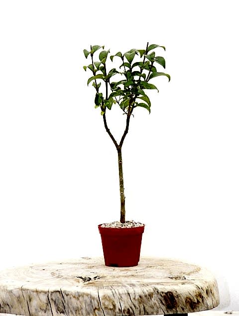BONSAİ LİGUSTRUM JAPONİCUM 3 ADET - HEDİYELİK KIRMIZI SAKSIDA