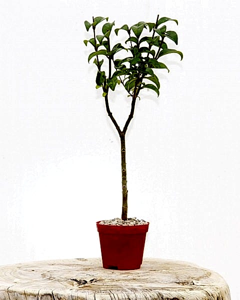 BONSAİ LİGUSTRUM JAPONİCUM 3 ADET - HEDİYELİK KIRMIZI SAKSIDA