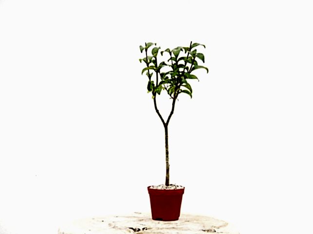 BONSAİ LİGUSTRUM JAPONİCUM - HEDİYELİK KIRMIZI SAKSIDA