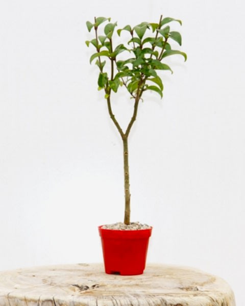 BONSAİ LİGUSTRUM JAPONİCUM - HEDİYELİK KIRMIZI SAKSIDA
