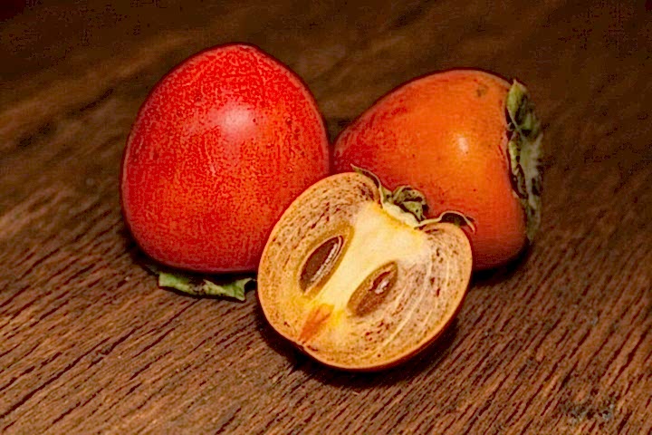 ÇİKOLATALI HARBİYE HURMA FİDANI 5 ADET (KAKAOLU)