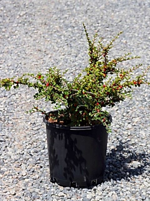 COTONEASTER HORİZONTALİS 10 ADET - YAYILICI DAĞ MUŞMULASI