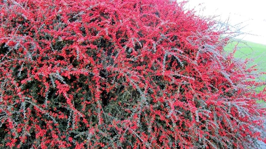 COTONEASTER HORİZONTALİS 10 ADET - YAYILICI DAĞ MUŞMULASI
