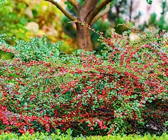 COTONEASTER HORİZONTALİS 5 ADET - YAYILICI DAĞ MUŞMULASI