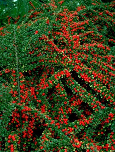 COTONEASTER HORİZONTALİS 5 ADET - YAYILICI DAĞ MUŞMULASI