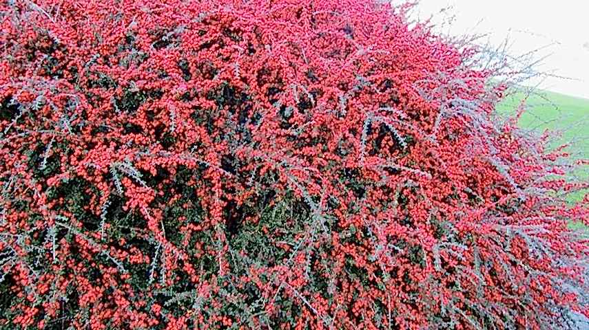 COTONEASTER HORİZONTALİS 5 ADET - YAYILICI DAĞ MUŞMULASI