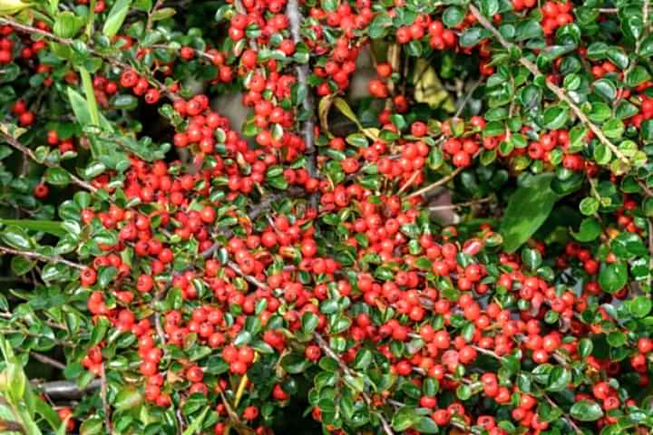 COTONEASTER HORİZONTALİS 5 ADET - YAYILICI DAĞ MUŞMULASI