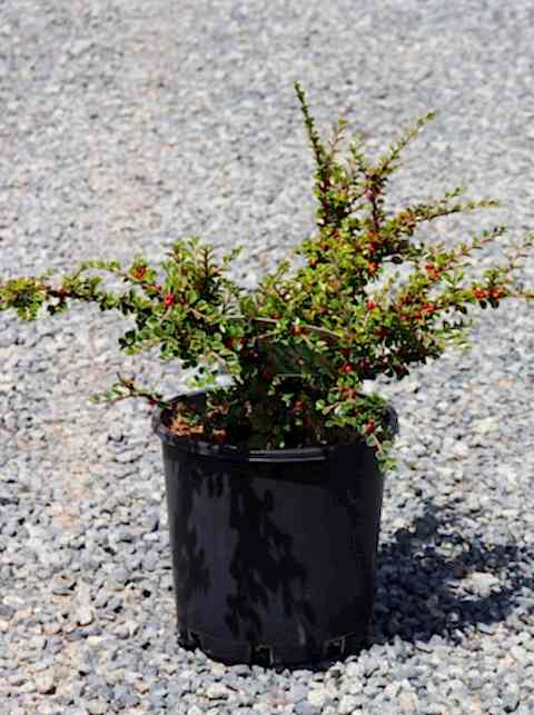 COTONEASTER HORİZONTALİS - YAYILICI DAĞ MUŞMULASI