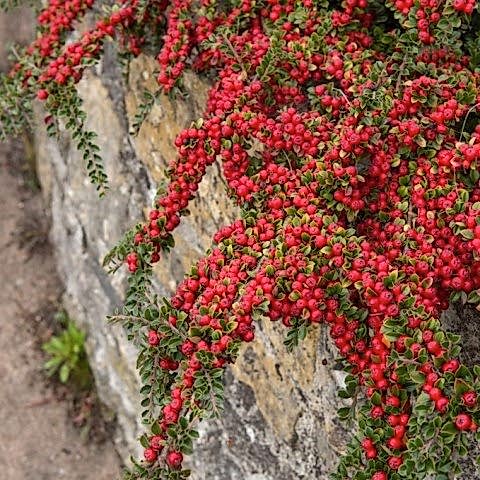 COTONEASTER HORİZONTALİS - YAYILICI DAĞ MUŞMULASI