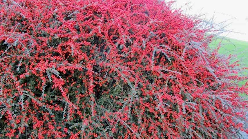 COTONEASTER HORİZONTALİS - YAYILICI DAĞ MUŞMULASI