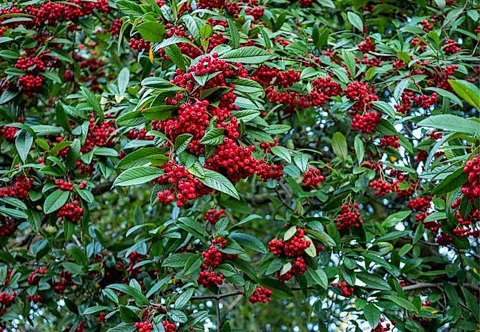 COTONEASTER SALİCİFOLİUS 10 ADET - HERDEM YEŞİL DAĞ MUŞMULASI