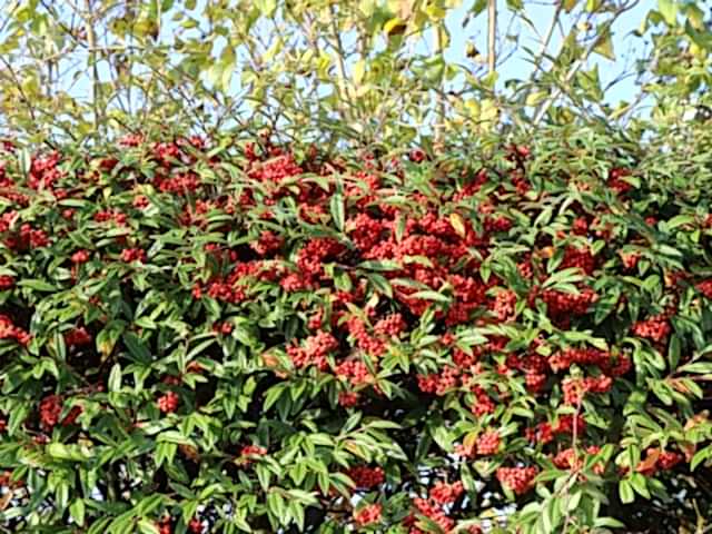 COTONEASTER SALİCİFOLİUS 10 ADET - HERDEM YEŞİL DAĞ MUŞMULASI