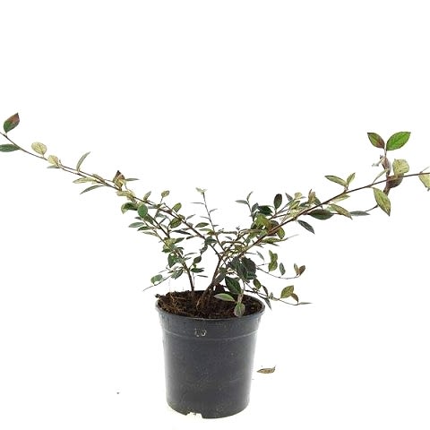 COTONEASTER SALİCİFOLİUS 10 ADET - HERDEM YEŞİL DAĞ MUŞMULASI