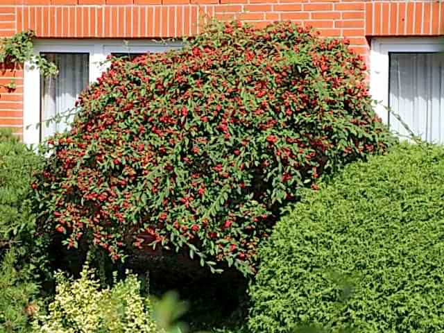 COTONEASTER SALİCİFOLİUS 10 ADET - HERDEM YEŞİL DAĞ MUŞMULASI