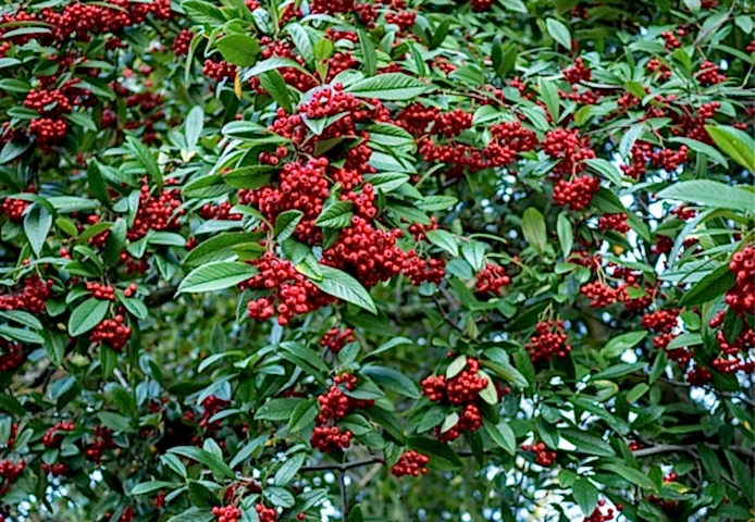 COTONEASTER SALİCİFOLİUS 3 ADET - HERDEM YEŞİL DAĞ MUŞMULASI