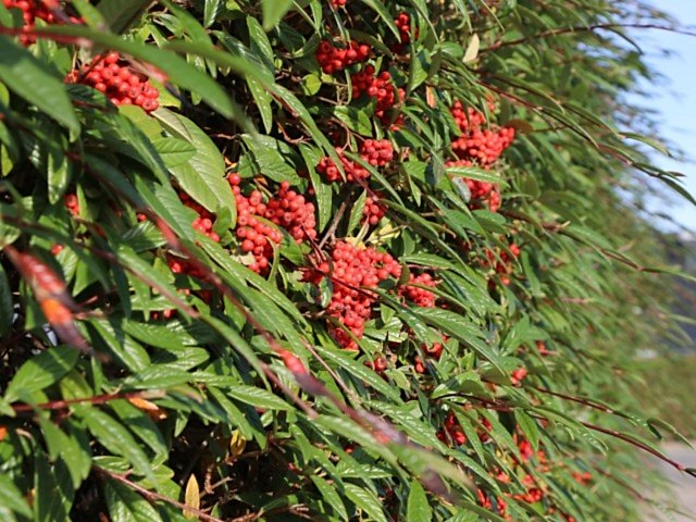 COTONEASTER SALİCİFOLİUS 3 ADET - HERDEM YEŞİL DAĞ MUŞMULASI