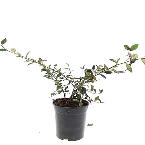 COTONEASTER SALİCİFOLİUS 3 ADET - HERDEM YEŞİL DAĞ MUŞMULASI