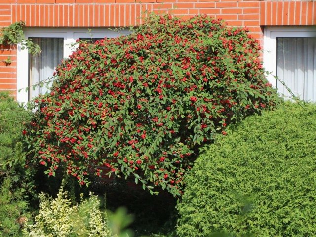 COTONEASTER SALİCİFOLİUS 3 ADET - HERDEM YEŞİL DAĞ MUŞMULASI