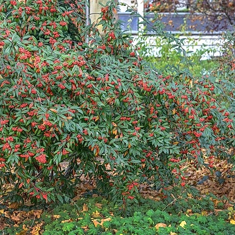 COTONEASTER SALİCİFOLİUS 3 ADET - HERDEM YEŞİL DAĞ MUŞMULASI