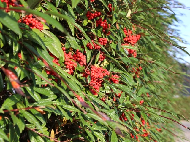 COTONEASTER SALİCİFOLİUS 5 ADET - HERDEM YEŞİL DAĞ MUŞMULASI