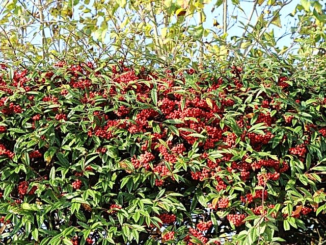 COTONEASTER SALİCİFOLİUS 5 ADET - HERDEM YEŞİL DAĞ MUŞMULASI