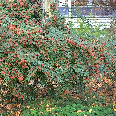 COTONEASTER SALİCİFOLİUS 5 ADET - HERDEM YEŞİL DAĞ MUŞMULASI